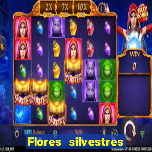 Flores silvestres brasileiras 25